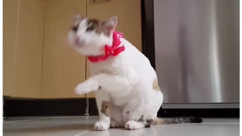 cute cat in action and its sound of meao, meao