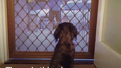 Dog Helps Heal His Dad's Broken Heart - MORPHEUS | The Dodo