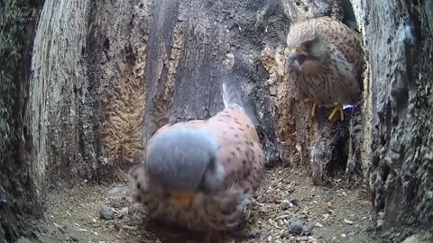 Two Kestrel Pairs: One Calm, One Clashing