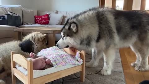 Wolf Pack Surround And Protect Newborn Baby! (Cutest Ever!!)