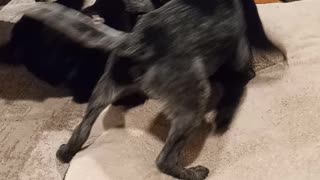 My Puppies Wrestling