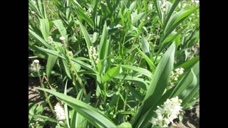 Graceful Shade Plant False Solomons Seal May 2023