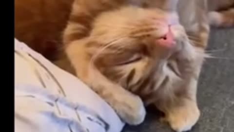 Funny Cat video compilation