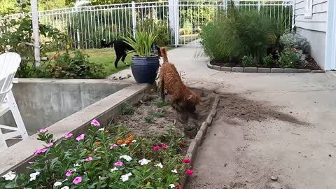 Don't Mind Me Ruining the Flower Bed