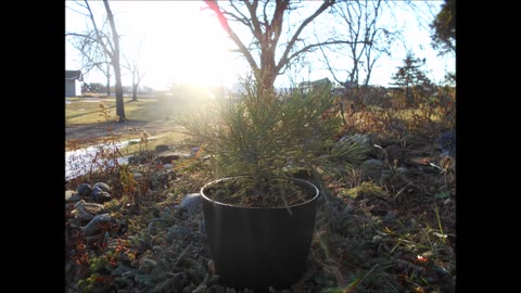 How Does This Make You Feel Giant Sequoia Dec 2022