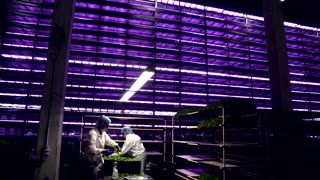 Danish vertical farm looks to grow business