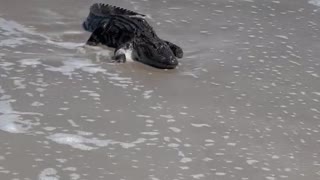 Large Alligator Spotted on Masonboro Island