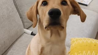 Cute Dog