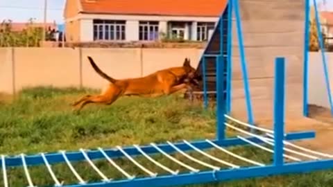 Dog jump training tips