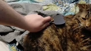 Feline Bliss: Watch This Adorable Cat Enjoy a Relaxing Brushing Session