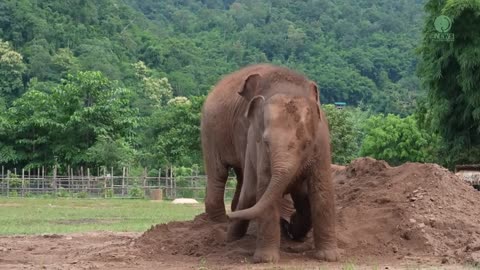 Cute Baby Elephant Pyi Mai Doesn't Want Her Playmate Take A Nap