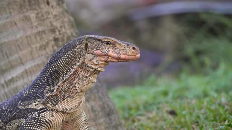 Komodo Dragon