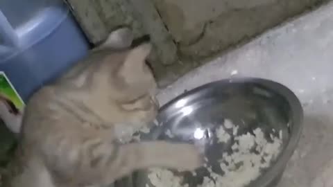 Cat eating rice wirh their paws