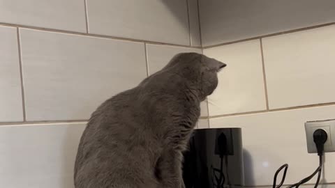 Toaster Startles Kitty Off the Counter