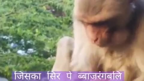 Funny eating video of monkey.