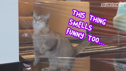 Try not to laugh: Funny Animals video