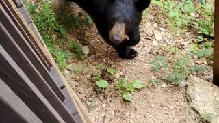 Black Bear Decides it Wants to Be on the Porch