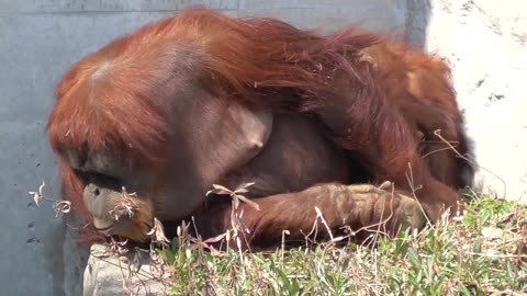 【Drinking mother's milk】Orangutan named "Popo"【Ichikawa Zoological Park in Chiba , Japan 】