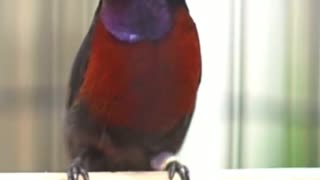 gacor ninja hummingbirds with beautiful colors