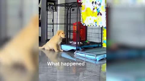 Funny cats😂 | Dog - What happened?😂😂