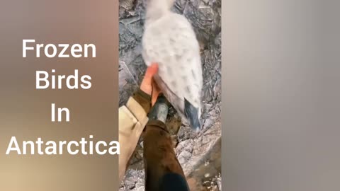 Frozen Birds rescue in Antarctica