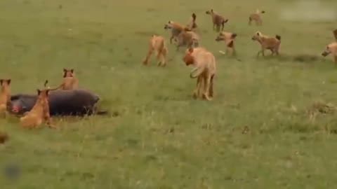 Teasing The Lion, The Hyena Was Suddenly Attacked Tragically And Painfully Disabled