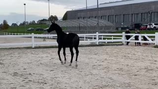 Excited Foal Runs Straight Into Fence