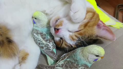Cat Snuggles Up With Parakeets For a Nap