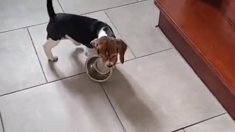 Funny Beagle Moment Funny Dog Videos
