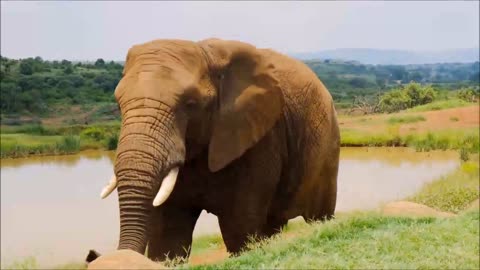 Amazing Elephants