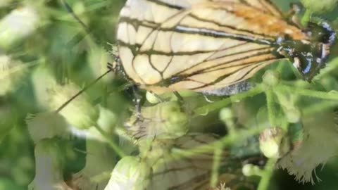 Onde encontramos a borboleta meliboeus?