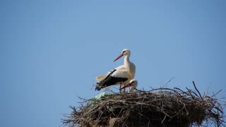 Storks in Northern Greece