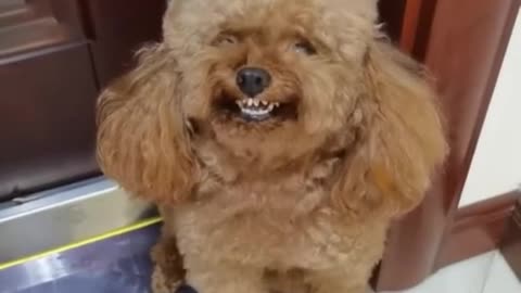 DOG LAUGHING