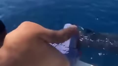 A brave man jumps on shark 😳- dangerous