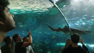 Shark tunnel