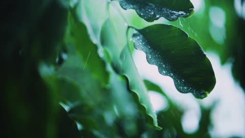 Very close Shot Of The Leaves Of a Tree Wet With Rain