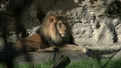 Sleepy lion laying on rock formation