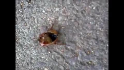 Cockchafer crawling with no guts!