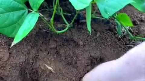 Jicama harvesting #harvesting #farming #agriculture