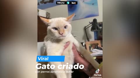 Gato aprende a ladrar