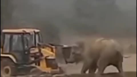 The elephant clashed with the crane in the open field, then such a sight could not be believed -