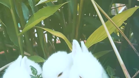 Rabbits Resting on A Pot With A Plant,