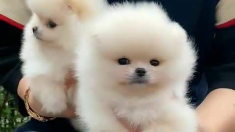 Sweet and Cute Puppy Funny Time. [Cuteness Overload ❤️ ]