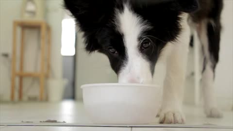 Cute dog drink water