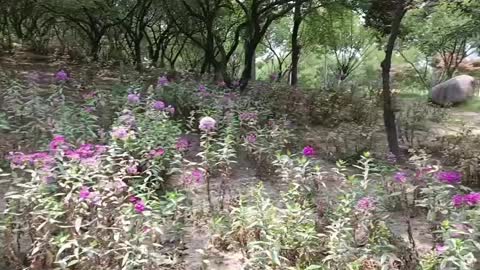 Really fragrant wildflowers