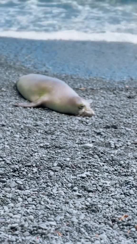 This seal in Hawaii has his own sign