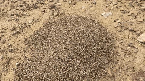Picking Peridot off ant hills near Black Rock, Leucite Hills Wyoming