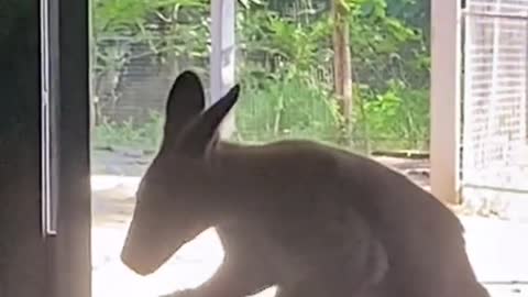 Red kangaroo neck