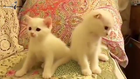 Funny_cat_videos_%F0%9F%90%88___funny_cats_video____funny_kitten_videos(360p)