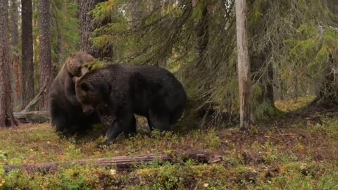 Fighting Brown Bears Finland